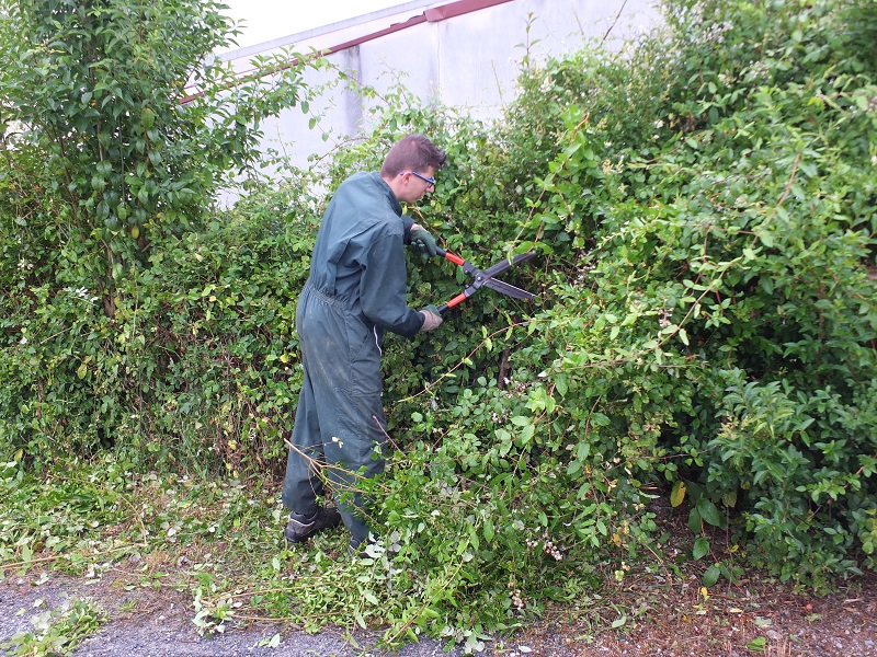 Travaux de taille