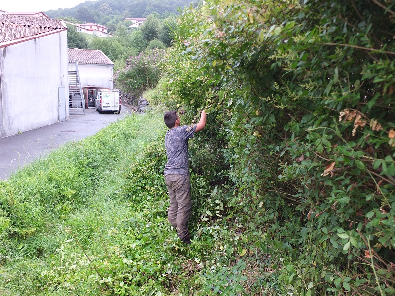 Travaux de taille