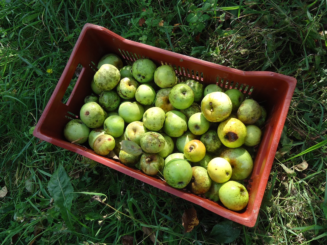 Jus de pomme au lycée Armand David