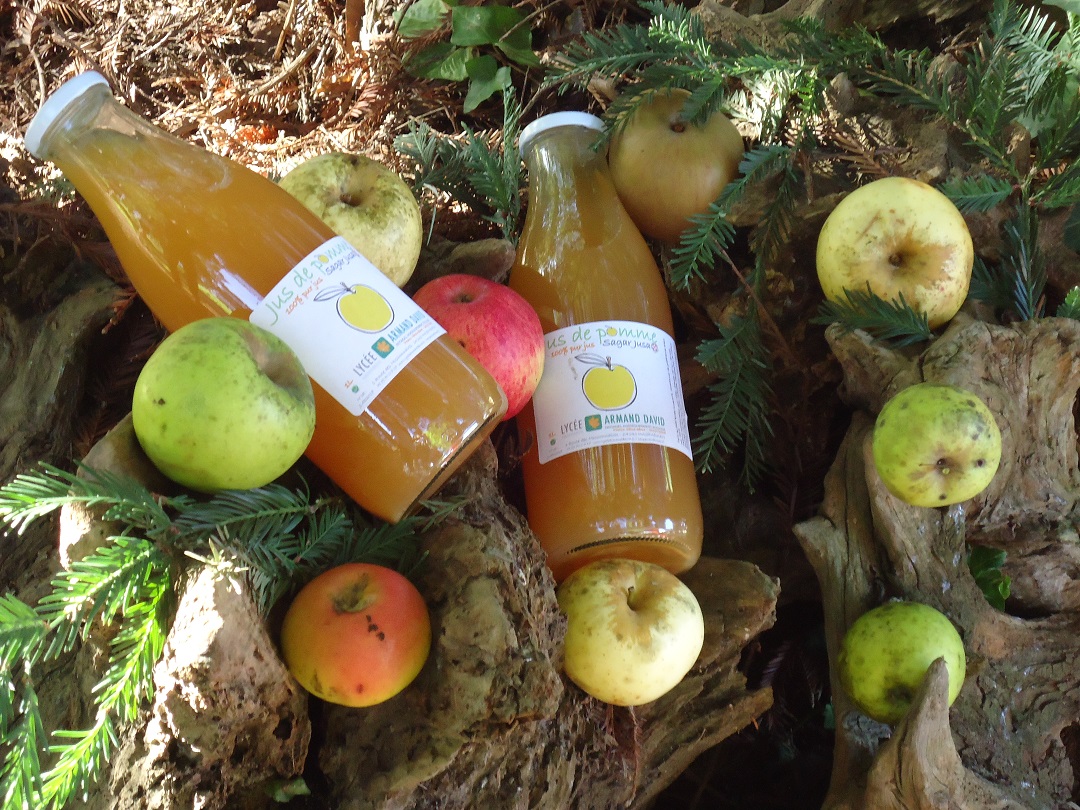 Jus de pomme au lycée Armand David
