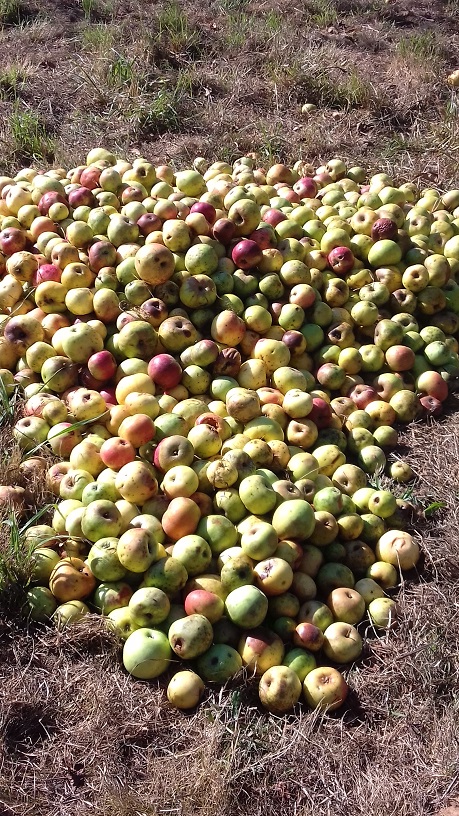 Récolte des pommes