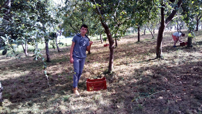 Récolte des pommes