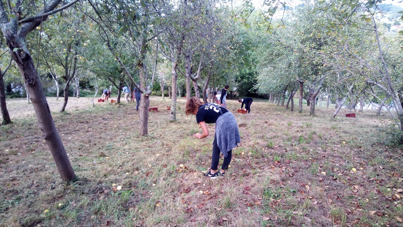 Récolte des pommes