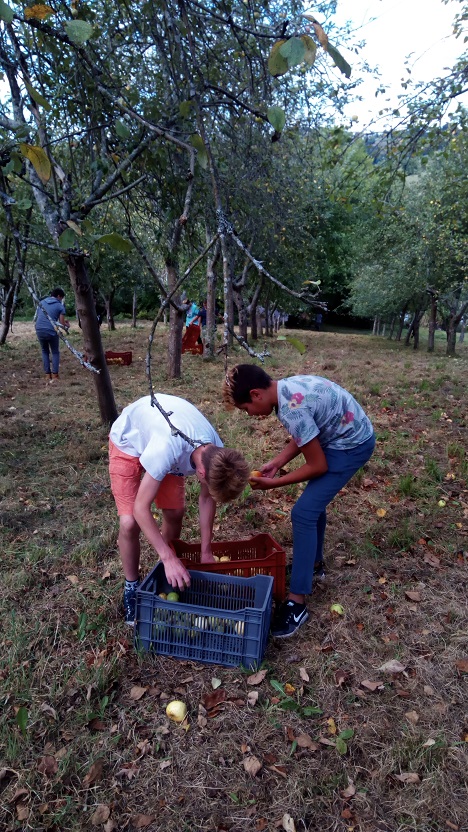 Récolte des pommes