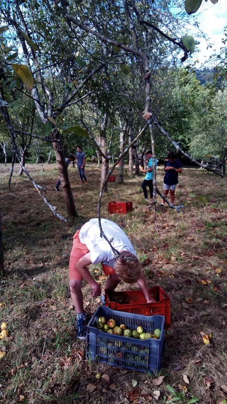 Récolte des pommes