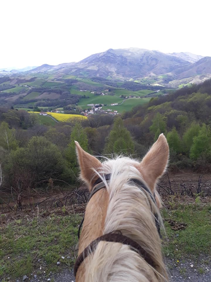 Sortie pédagogique en option hippologie