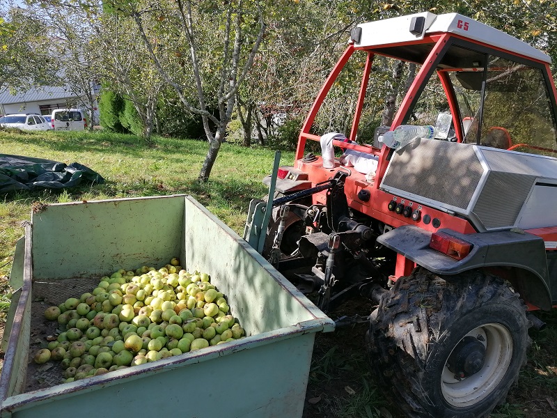 Ramassage de pommes