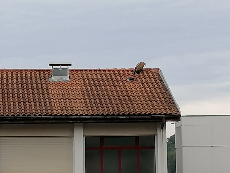 Rencontre insolite au lycée