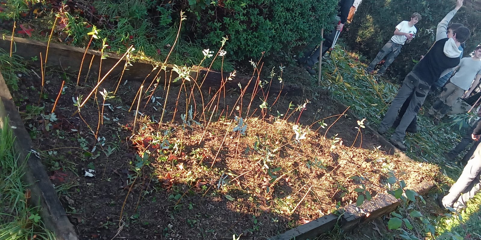 Le saule sera utilisé pour un atelier vannerie