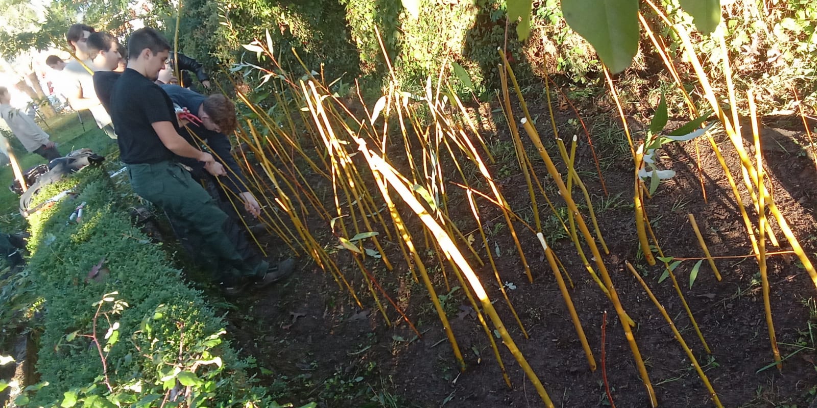 Bouturage par les élèves de 1ère pro aménagement paysager