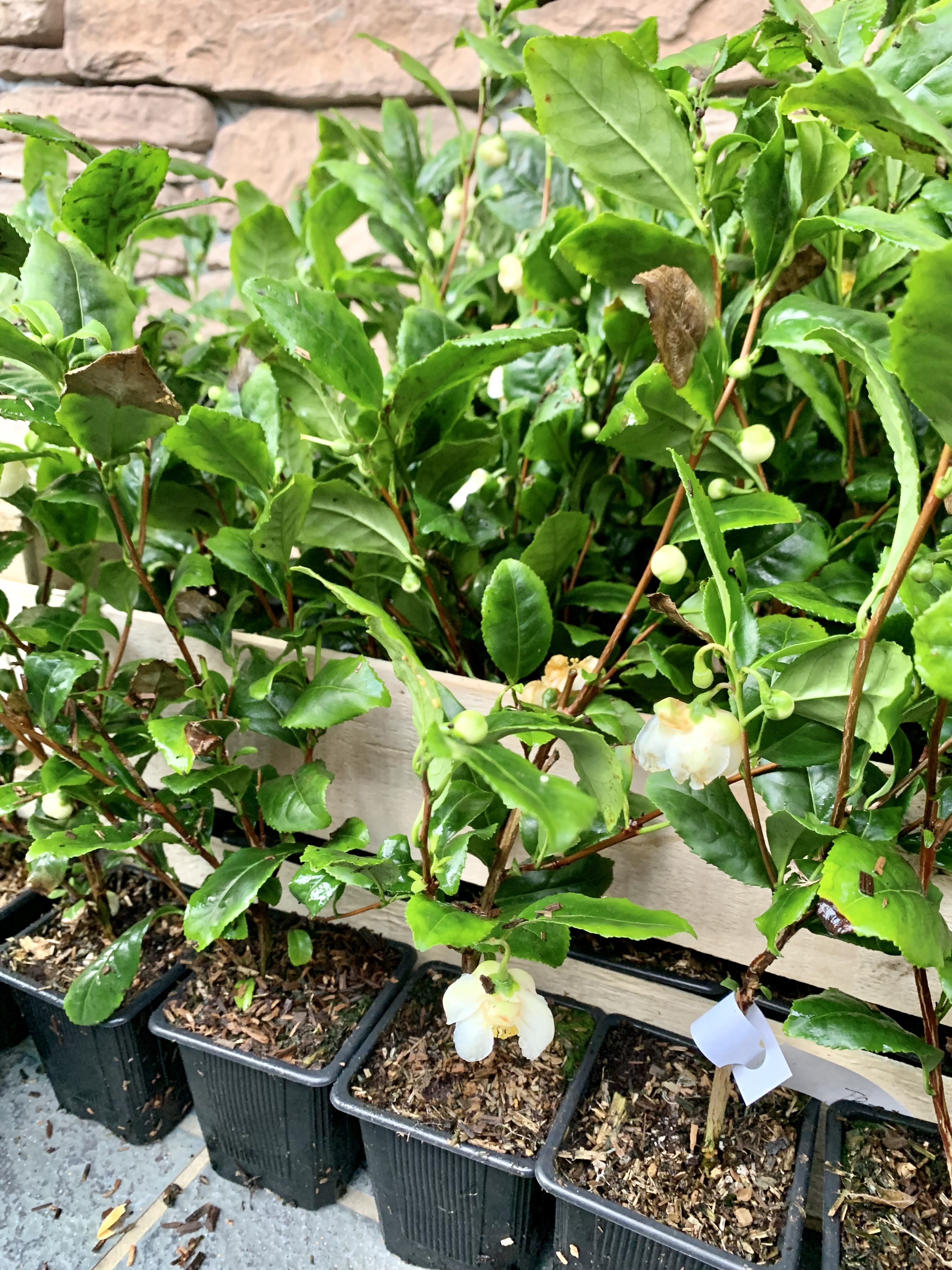 Plants de thés en floraison 