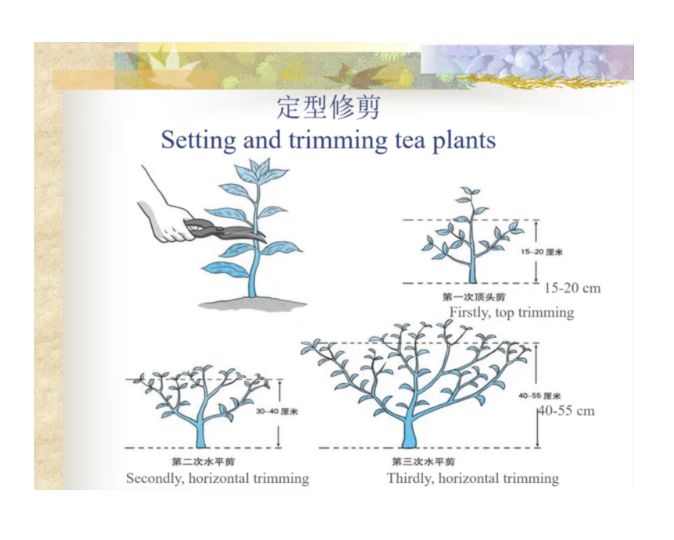 Informations délivrées par l'enseignante chinoise Mme Li pour créer une plantation de thé