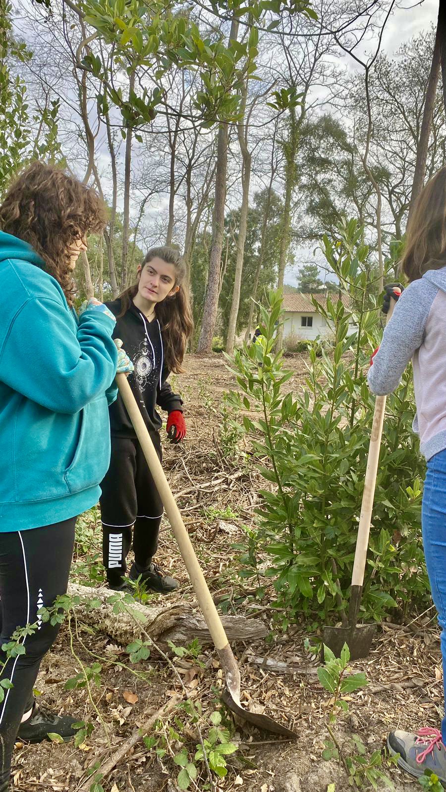Chantier dans la forêt Montespan à Boucau