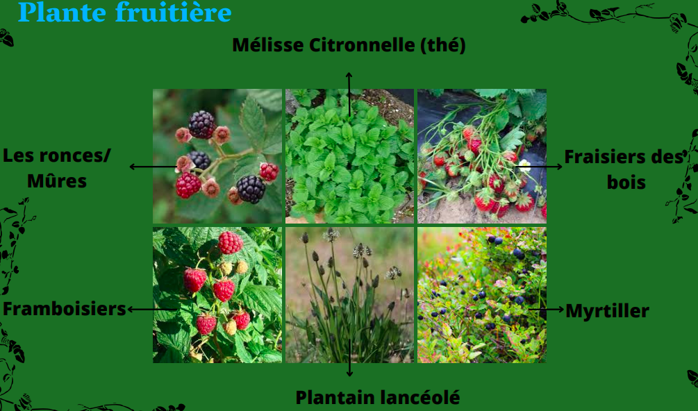 Proposition d'aménagement : le jardin comestible