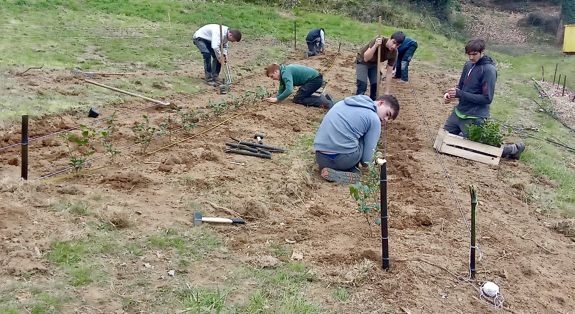 Plantations réalisées par les terminale aménagement paysager