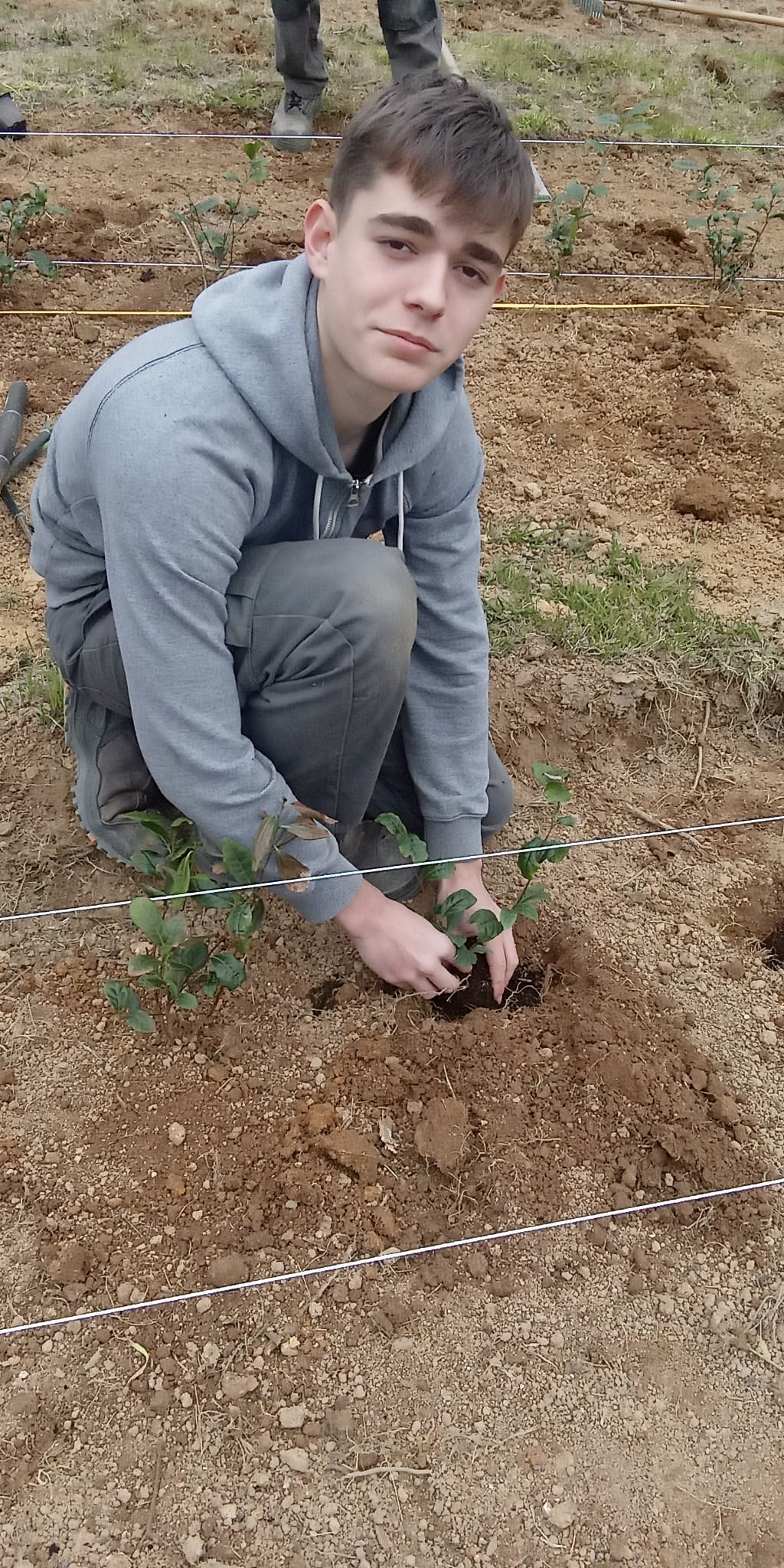 Plantations de théiers sur le site du lycée