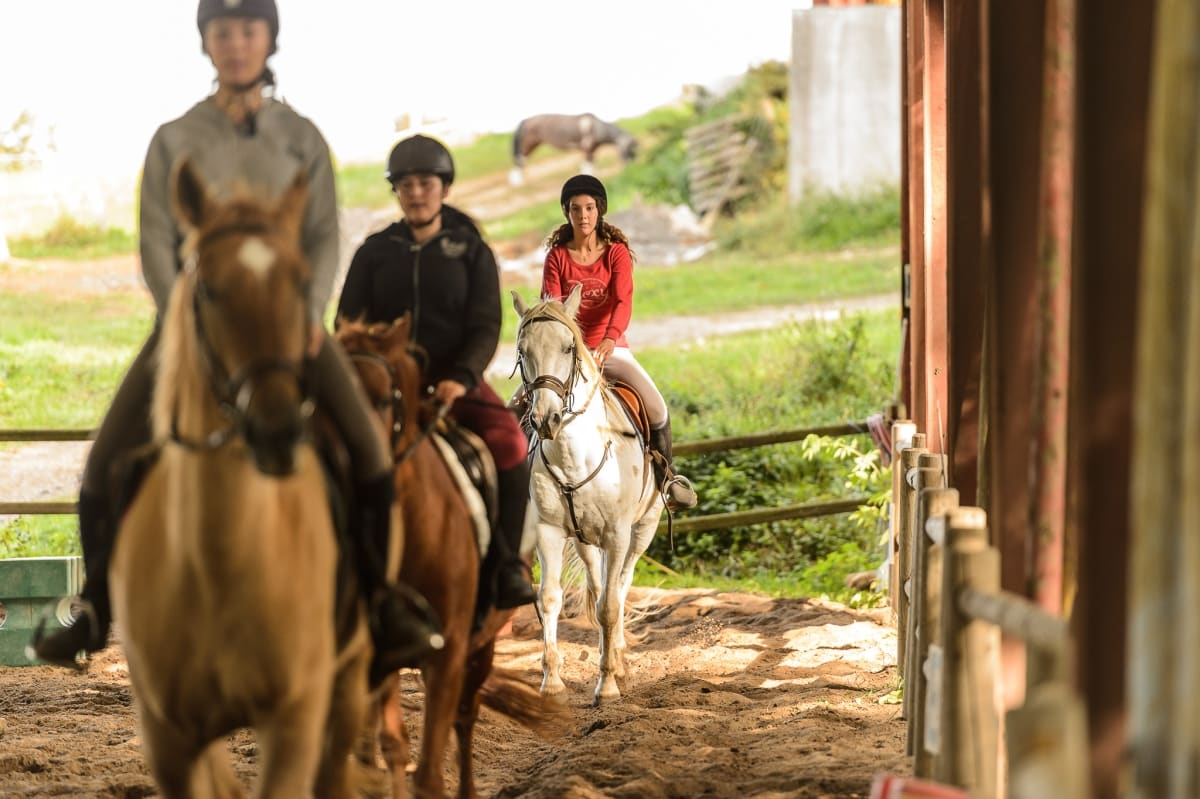 Bac Technologique STAV Option hippologie et équitation 