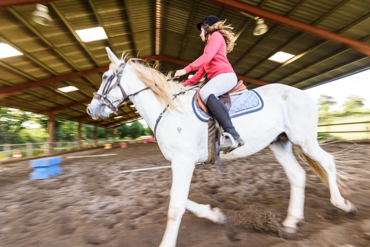 Bac Technologique STAV Option hippologie et équitation 