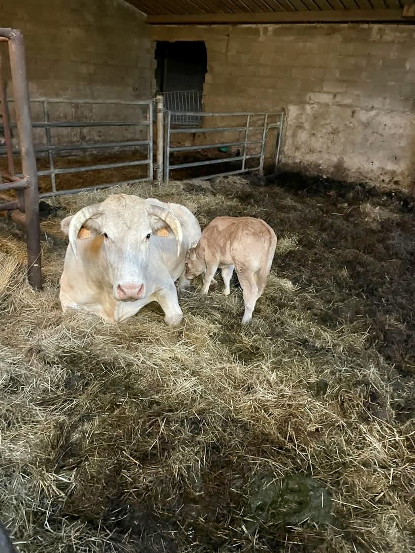 Stage Andoni - EA élevage de vaches 