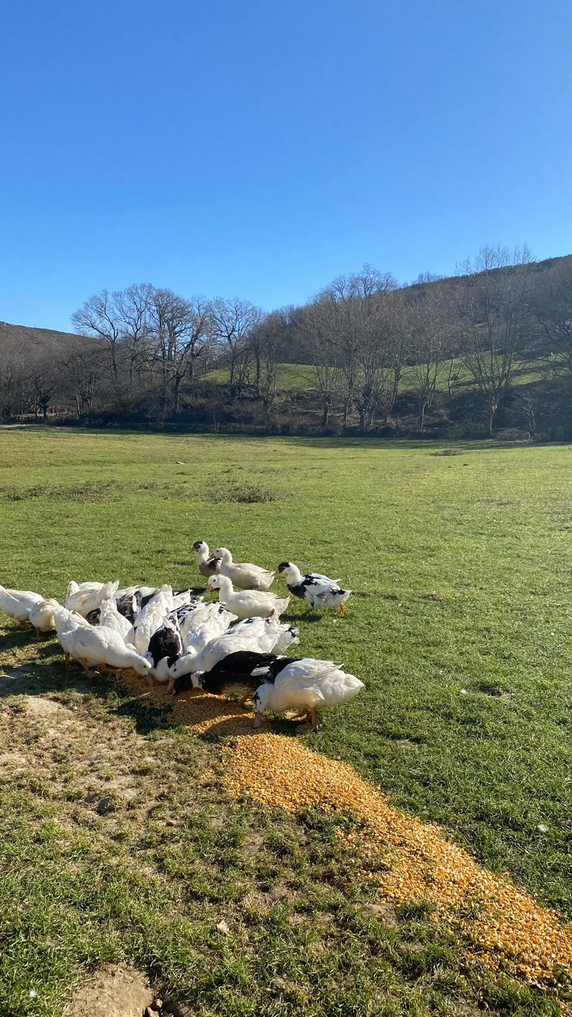 Stage Victoire - élevage et transformation de canards