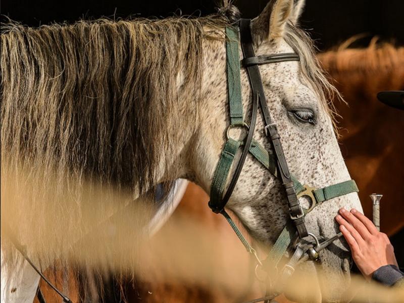 Cheval