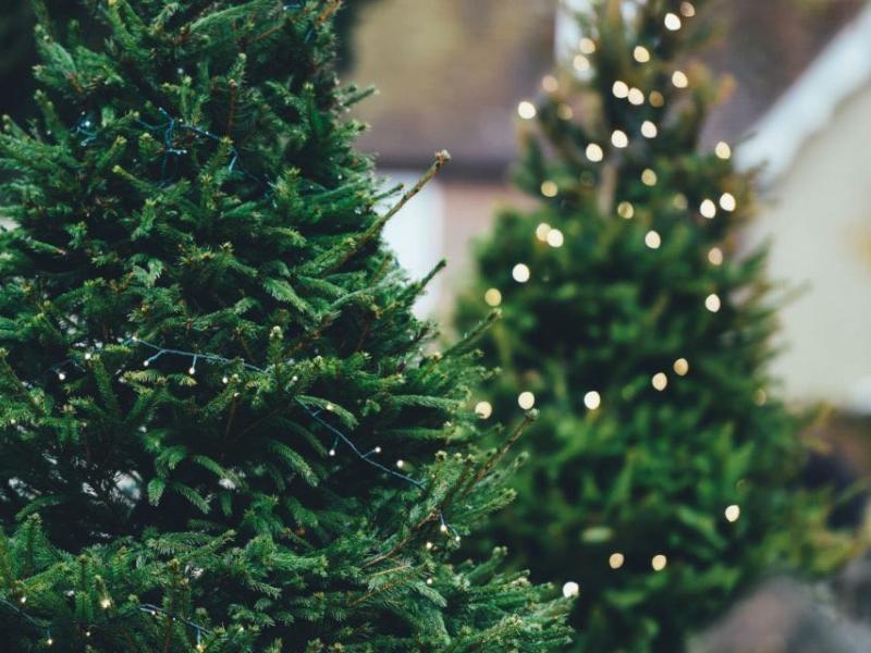 Vente de sapins de Noël 
