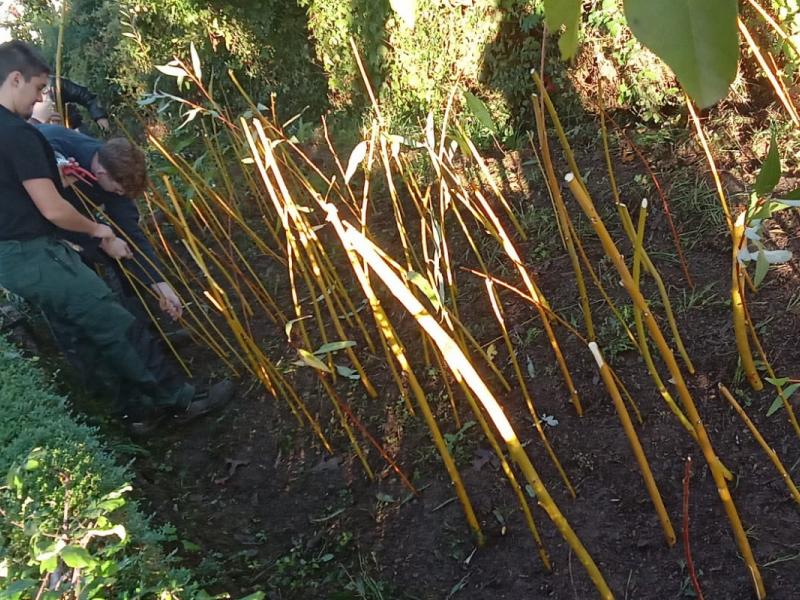 Bouturage par les élèves de 1ère pro aménagement paysager