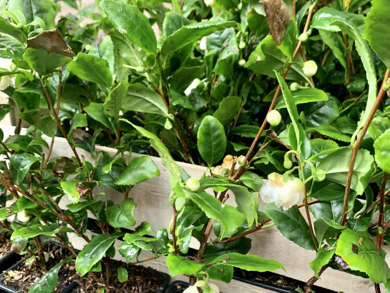 Plants de thés en floraison 