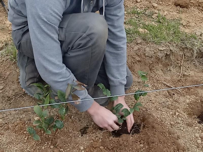 Plantations de théiers sur le site du lycée